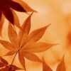 晩秋に想う-紅葉